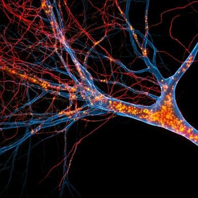 This shows neurons.