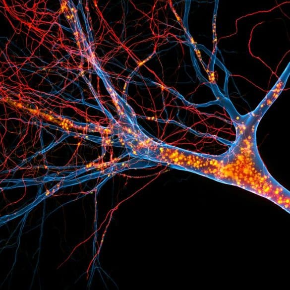 This shows neurons.
