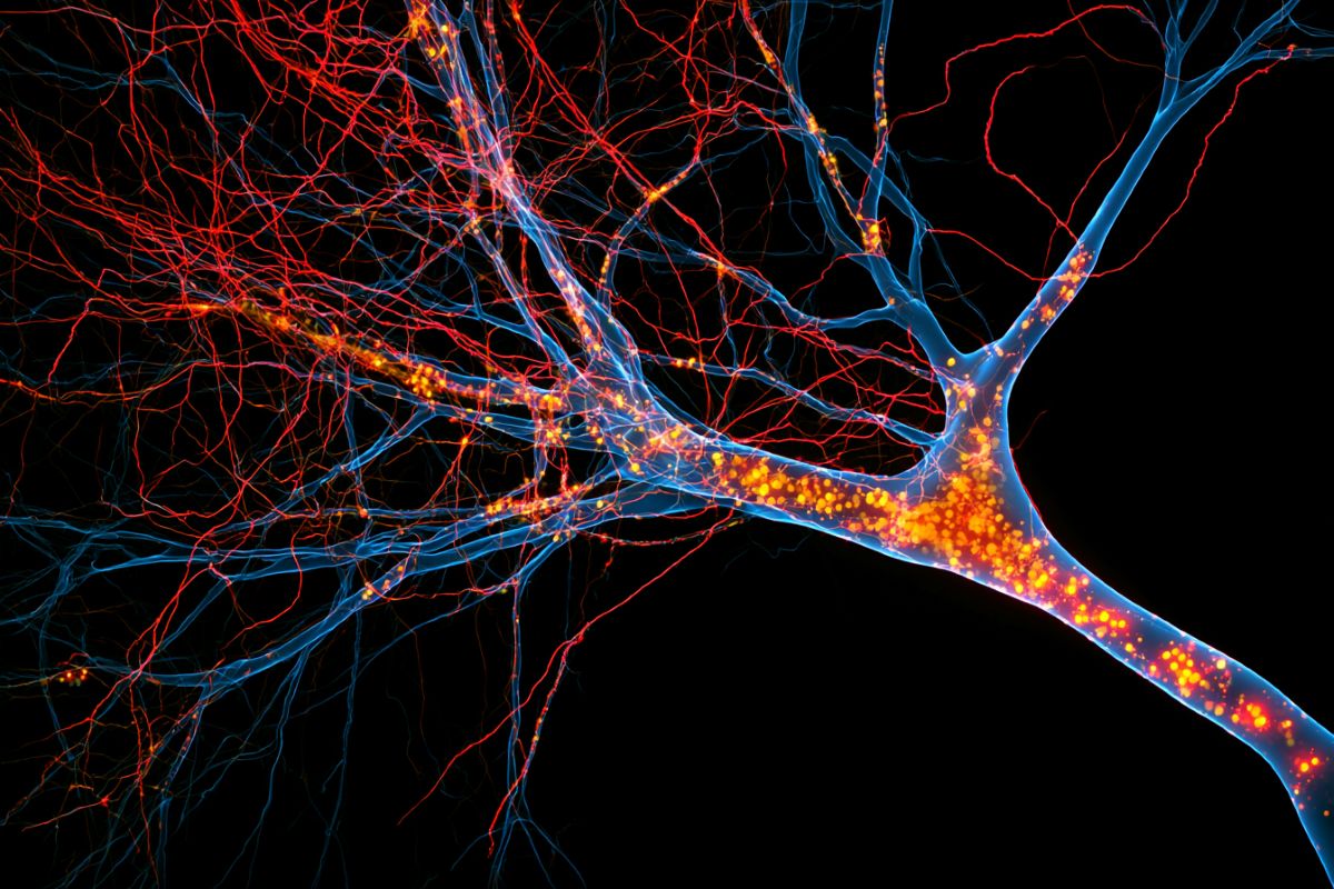 This shows neurons.