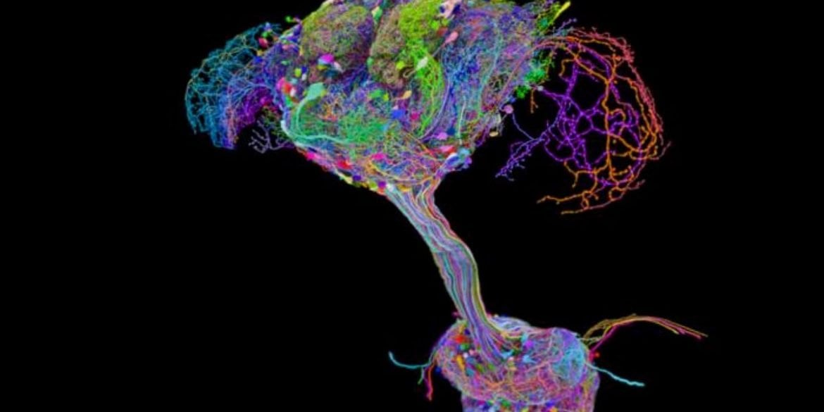 This shows the map of the nervous system.