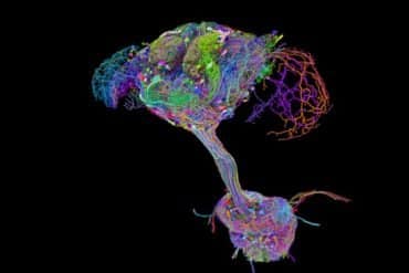 This shows the map of the nervous system.