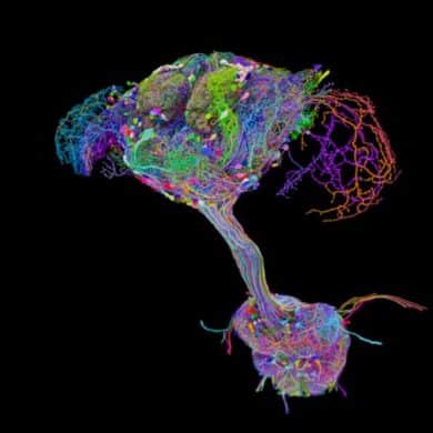 This shows the map of the nervous system.