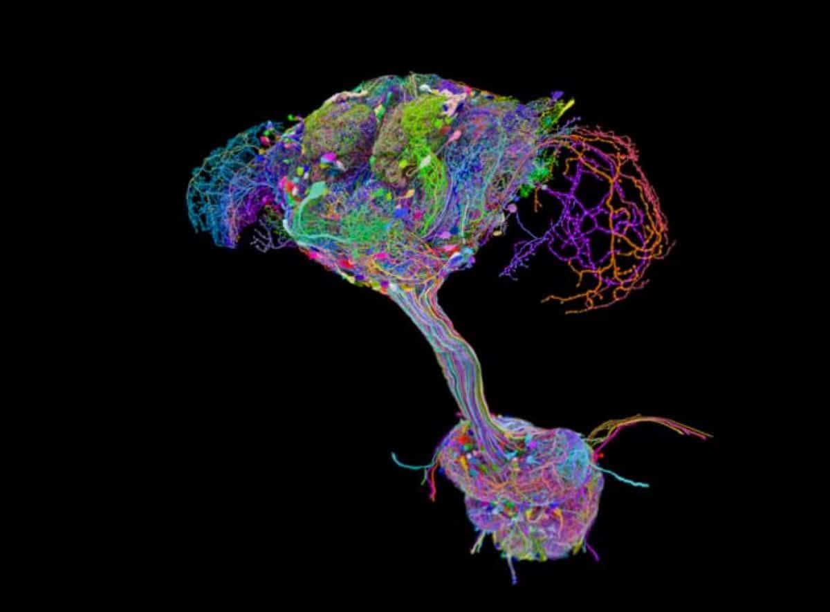 This shows the map of the nervous system.