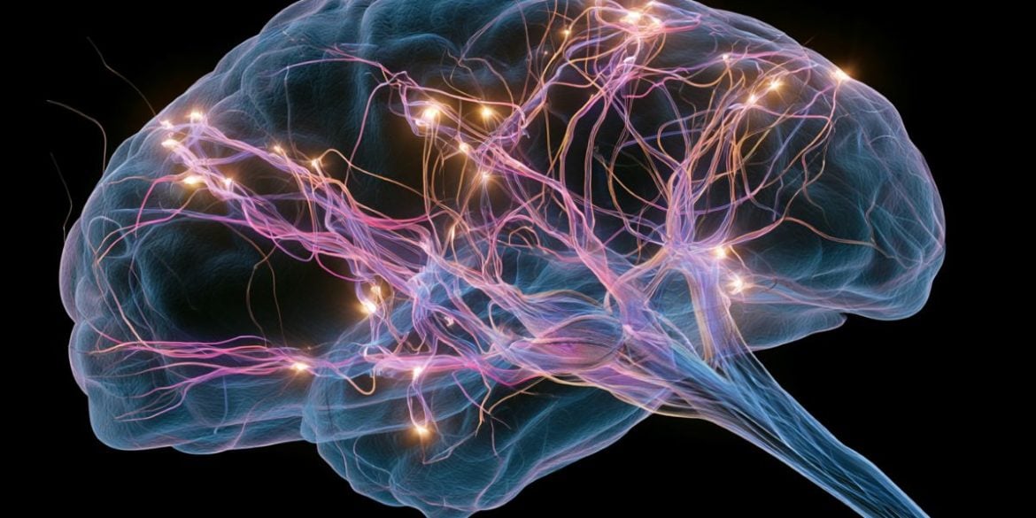 This shows a brain.