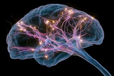 This shows a brain.