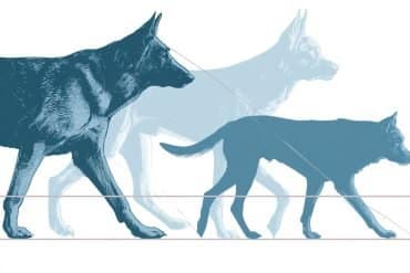 This shows dogs walking.