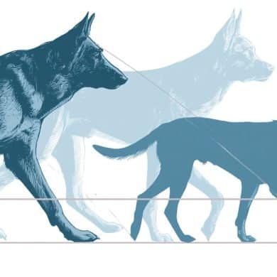 This shows dogs walking.