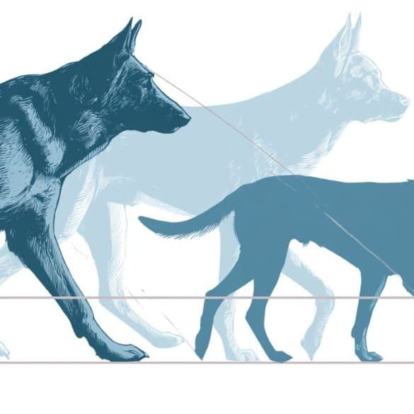 This shows dogs walking.