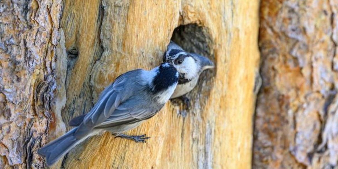This shows Chickadees.