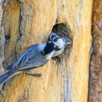 This shows Chickadees.