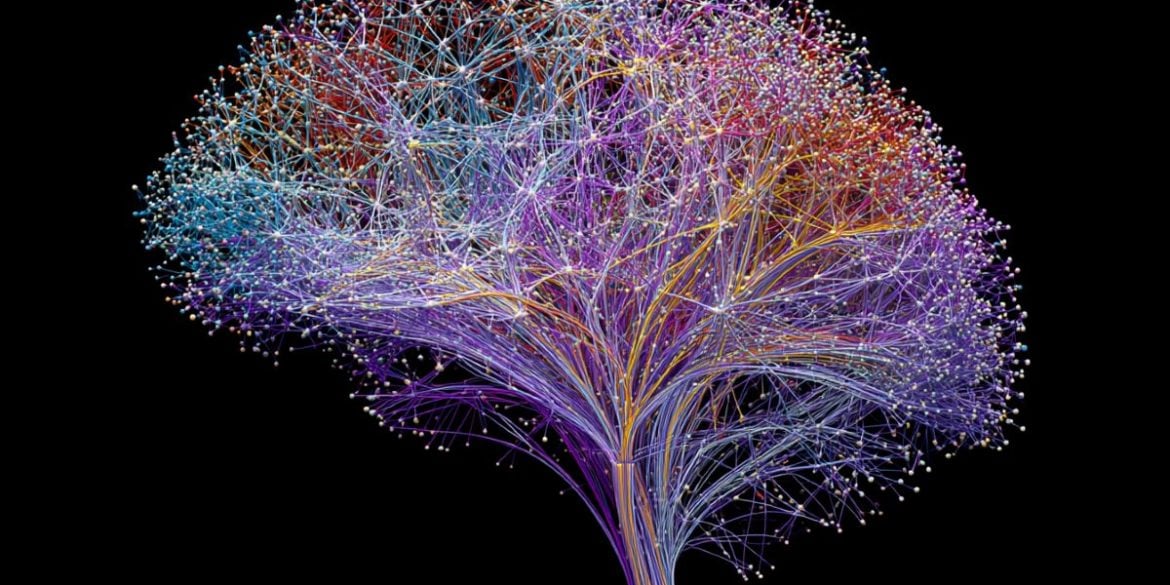 This shows a connectome of the brain.