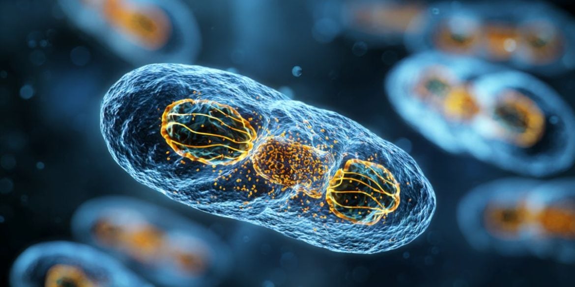 This shows mitochondria.