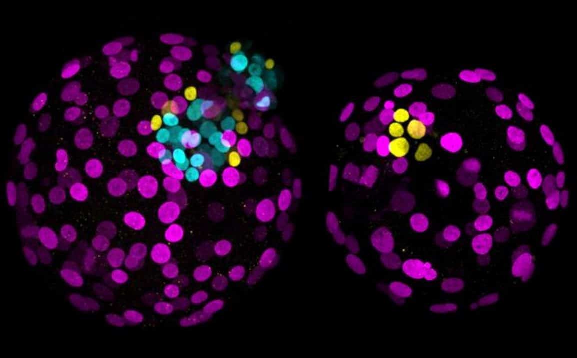 NANOG Gene Guides Embryonic Development