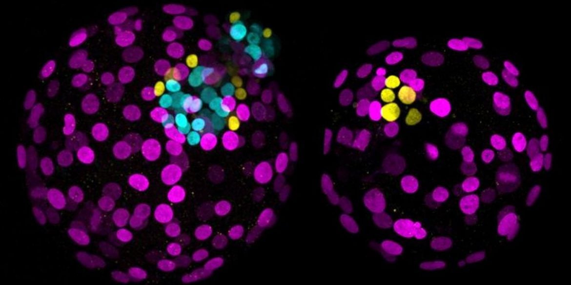 This shows embryonic cells.