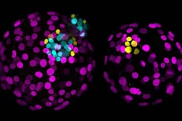 This shows embryonic cells.