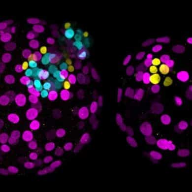 This shows embryonic cells.