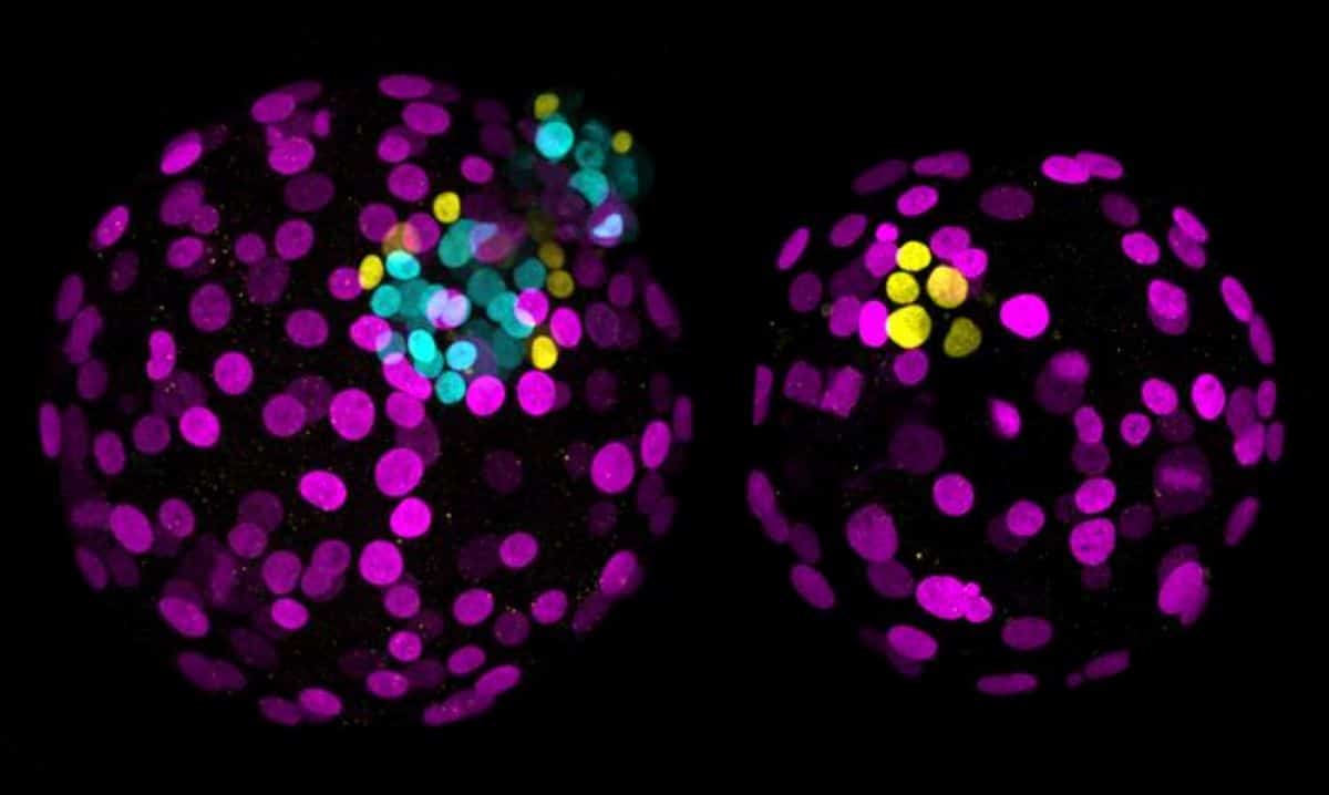 This shows embryonic cells.