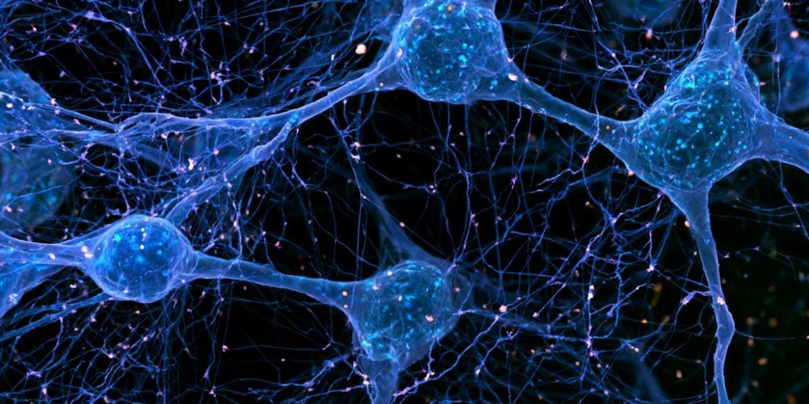 This shows neurons.