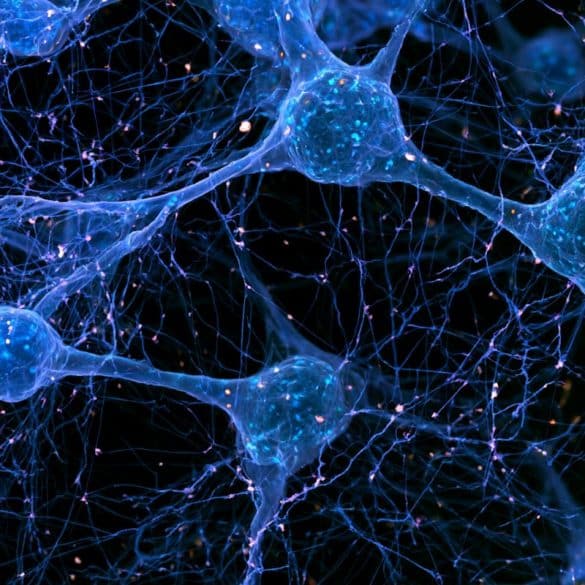 This shows neurons.