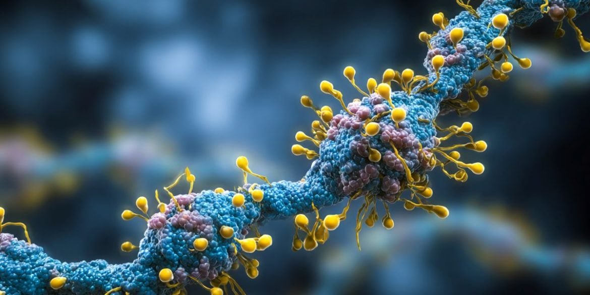 This shows neurons.
