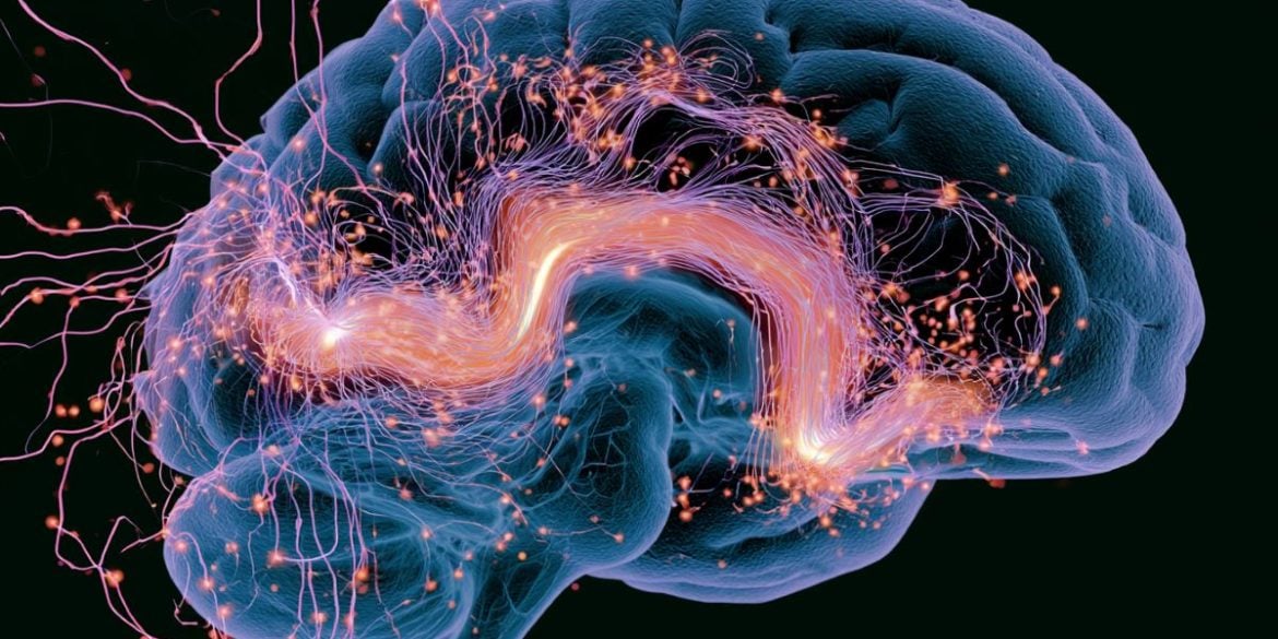This shows a brain.
