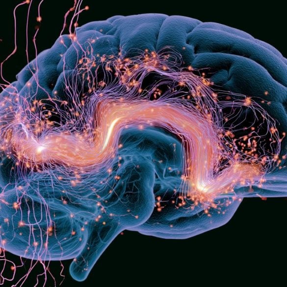 This shows a brain.