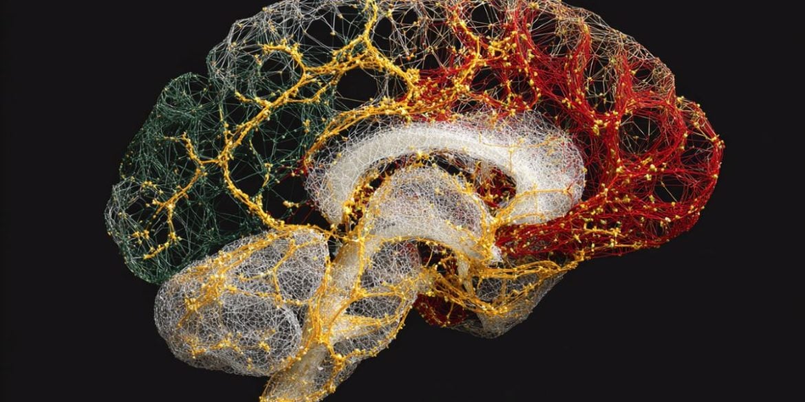 This shows a brain.