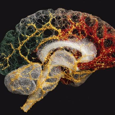 This shows a brain.