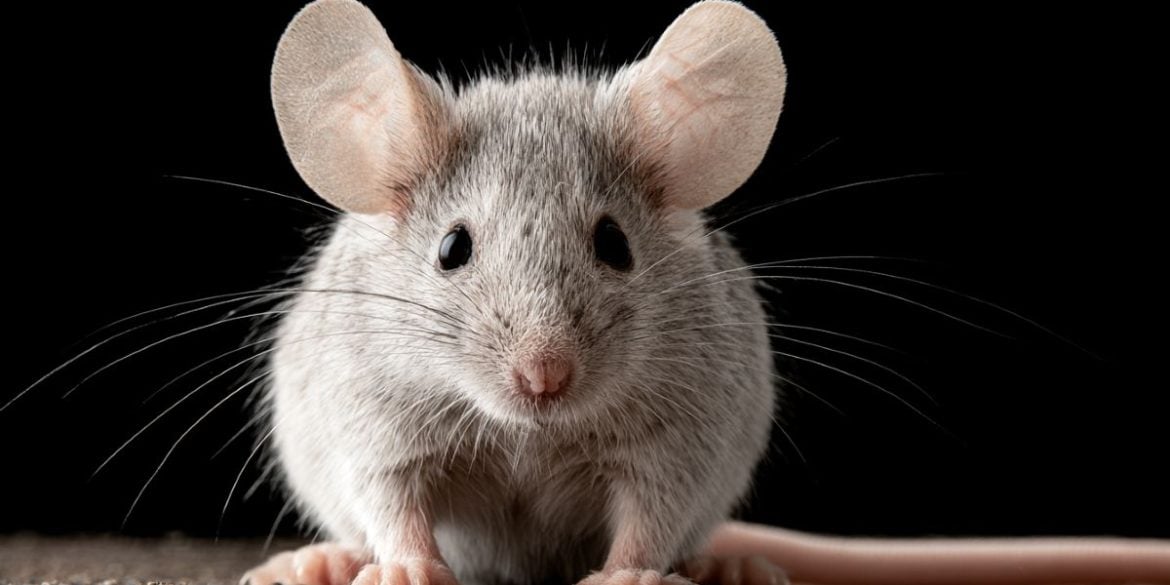 This shows a mouse.