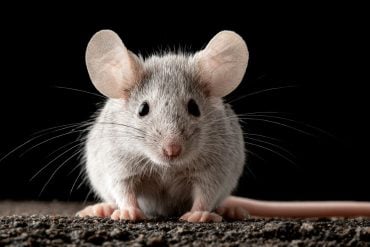 This shows a mouse.