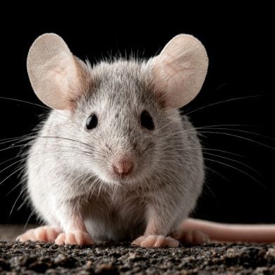 This shows a mouse.