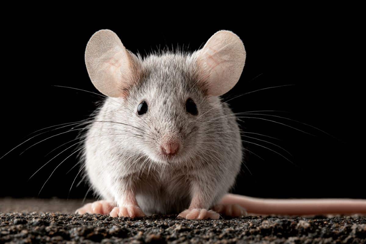 neurosciencenews.com - Mice Use Strategic Infotaxis to Overcome Poor Vision