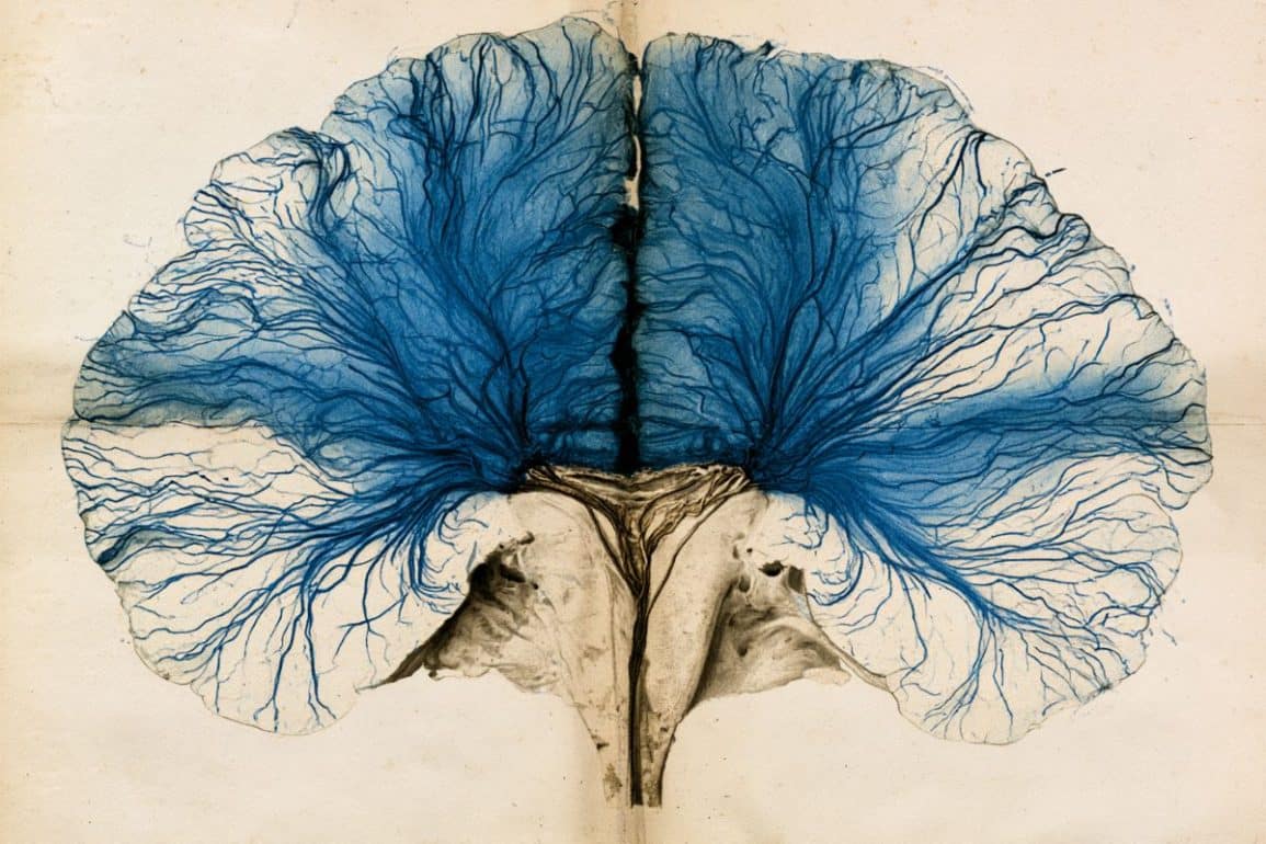 150-Year-Old Neuroanatomy Mystery Confirmed via MRI