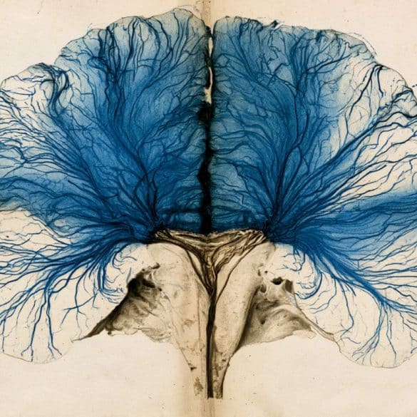 This shows a brain.