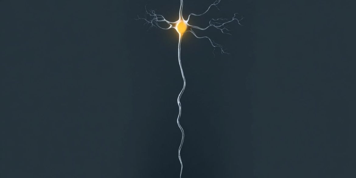 This shows a neuron.