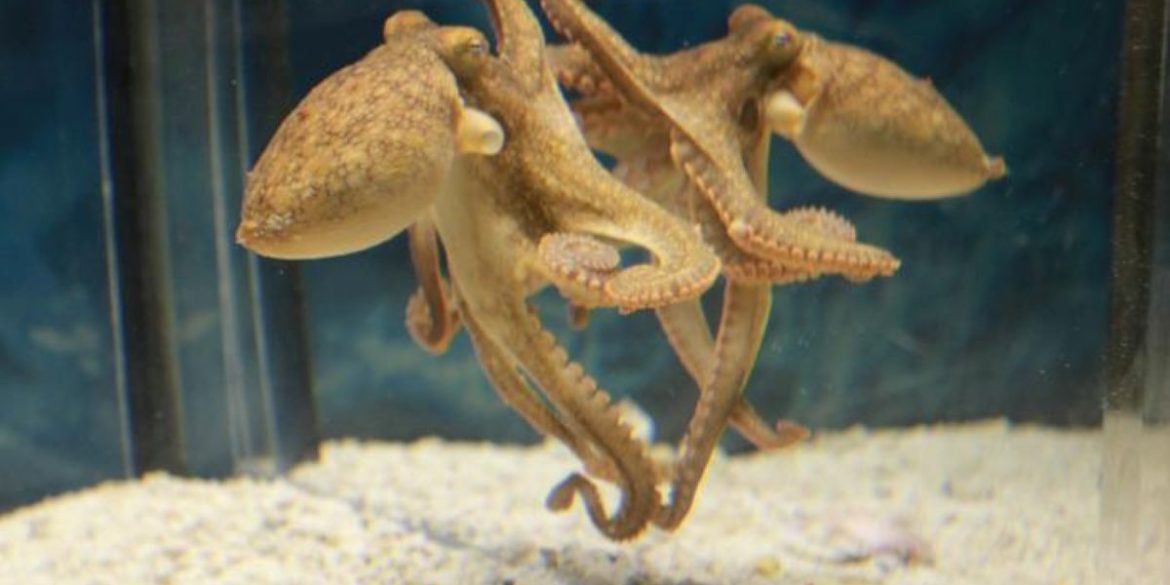 This shows an octopus.
