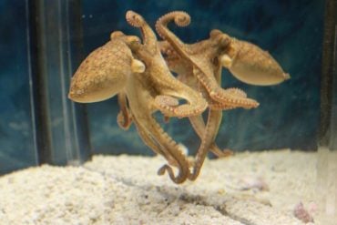 This shows an octopus.