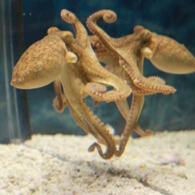 This shows an octopus.