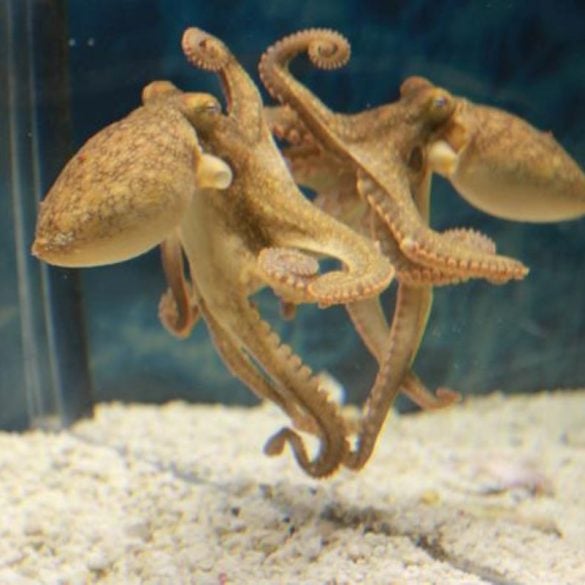 This shows an octopus.