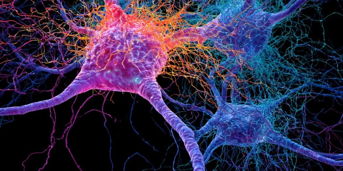 This shows neurons.