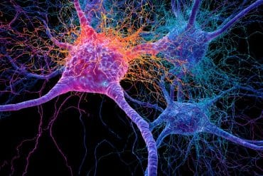 This shows neurons.
