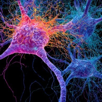 This shows neurons.