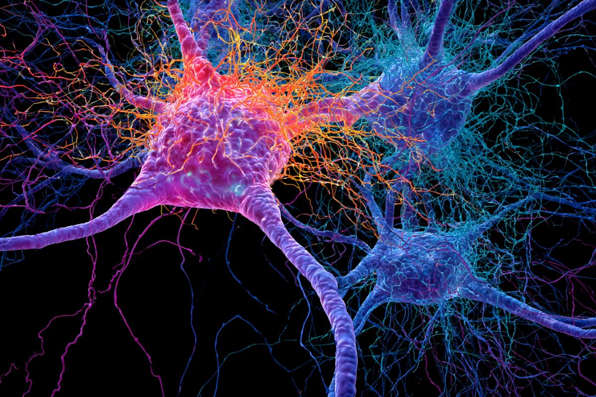 This shows neurons.