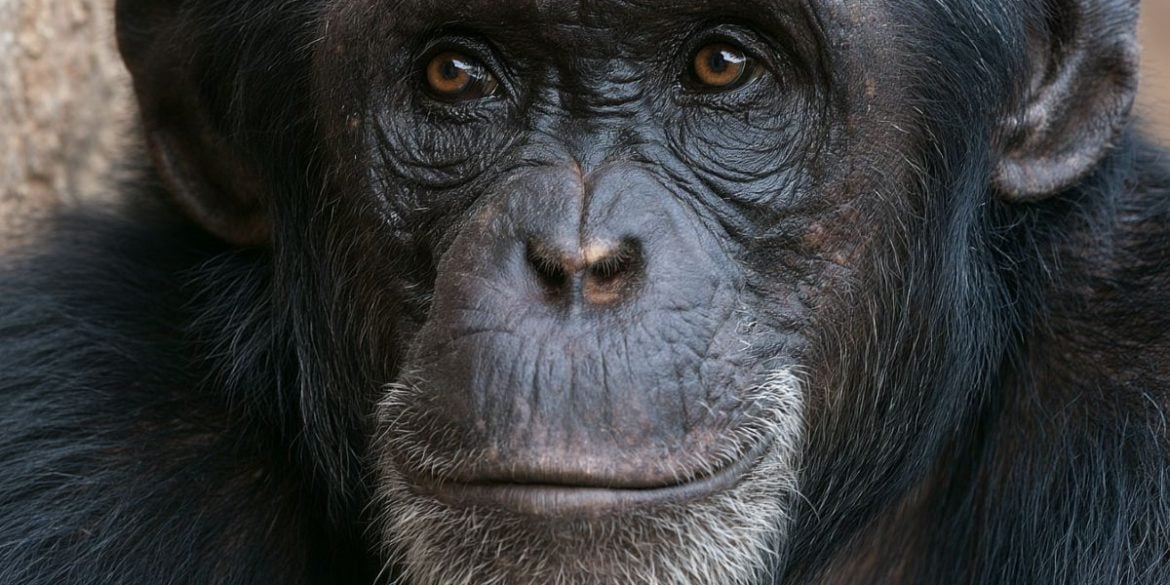 This shows a chimp.