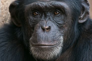 This shows a chimp.