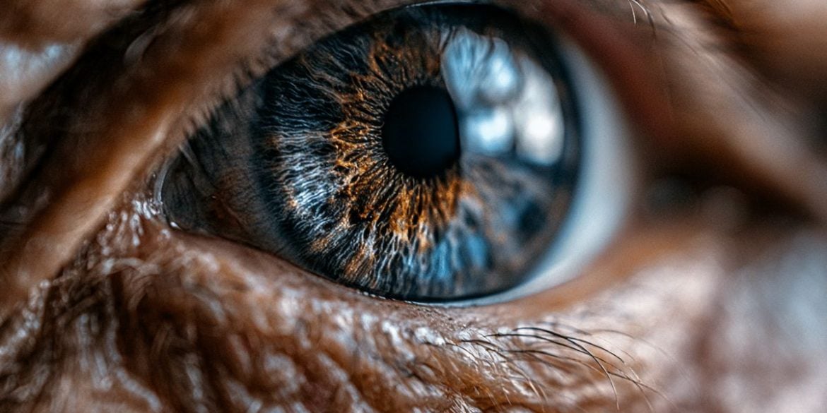 This shows an eye.