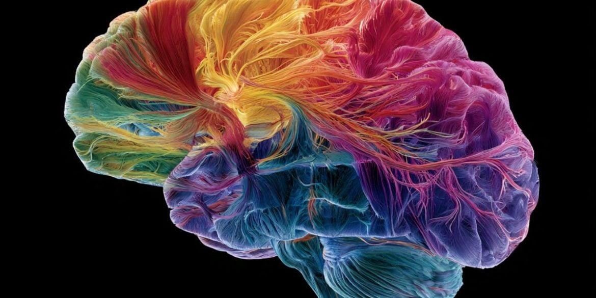 This shows a brain.