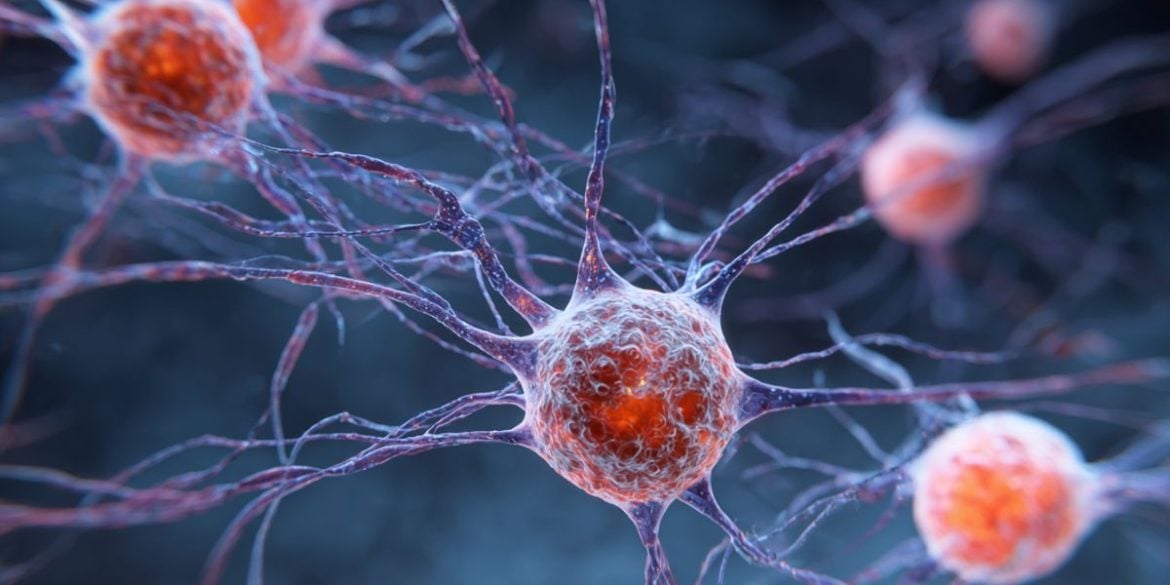 This shows stem cells.