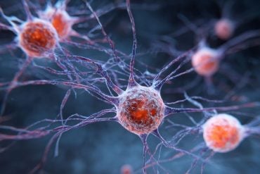 This shows stem cells.