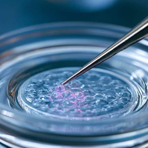 This shows stem cells in a petri dish.